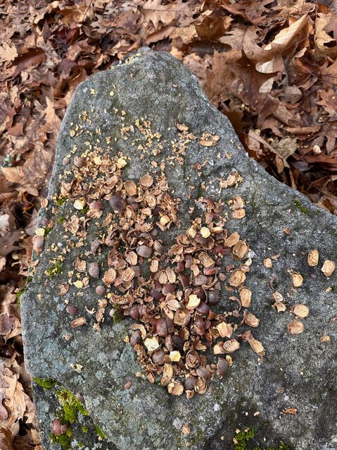 These acorn middens were observed in Promised Land State Park in Greentown, PA. The strips of shells indicate the presence of chipmunks and squirrels, which typically leave middens out in the open, atop rocks, stumps and stone walls...