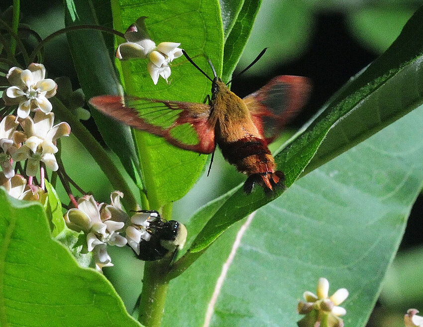 A Scenic Byway grant will help pollinators like these: A hummingbird clearwing moth and bumblebee share nectar from the same milkweed plant in the river valley this past summer.