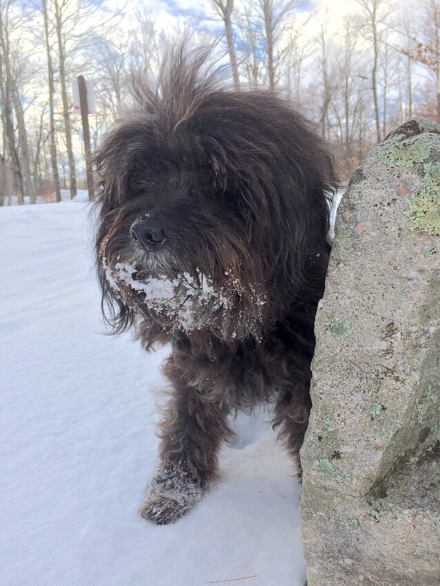 Buddhawg was a big fan of the fluffy white stuff, often sporting a fetching snowbeard after a romp outdoors...