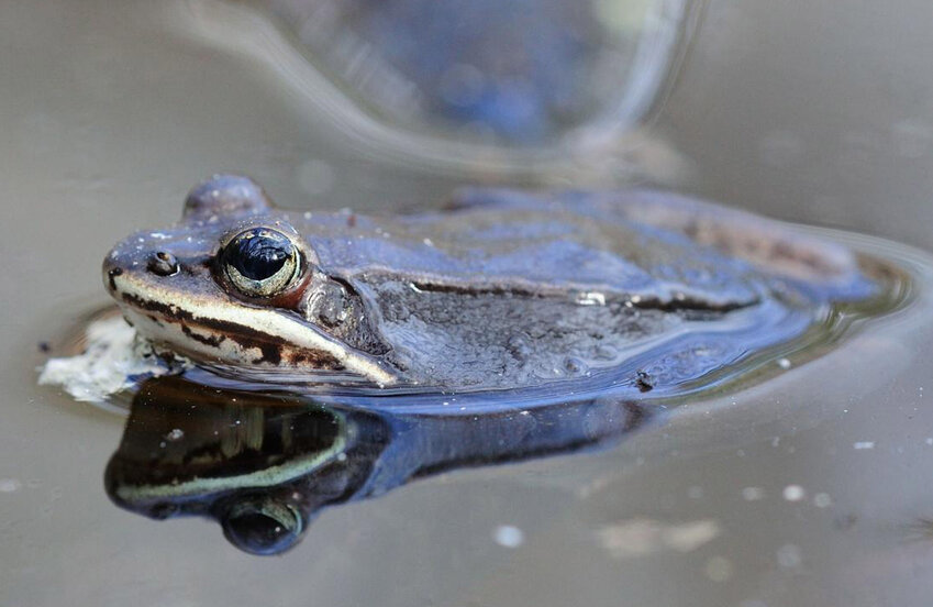 This wood frog is in the breeding pond and is probably a male (the males are darker and smaller than females). The sound of calling males in an active breeding pool resembles off-tune quacking ducks. Males call for receptive females, and successful males will grasp a female from behind (amplexus) to mate. Females deposit about 1,000 eggs on vegetation in deeper parts of the pond. Wood frog egg masses are frequently visible after breeding is over.....
