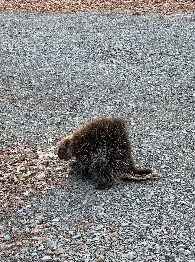 While walking our dogs (on leash) along a rural road in Pike County, PA, we encountered this porcupine. At our approach, the &ldquo;quill-pig&rdquo; froze and assumed the protective pose depicted here. A porcupine might also flail its quill-studded tail at a potential predator, giving the false impression that it can throw its quills. ..Contrary to popular belief, porcupines cannot throw quills. Their best defense involves assuming the stance in which they raise their quills so that, if bitten, the predator receives a mouth full of barbed needle-like spines. They can also thrash their tails, so keep a respectful distance and enjoy their delightful demeanor. ..This passive and slow-moving woodland inhabitant is a treat to see, as its inability to escape in haste allows for study of its unique characteristics. ..