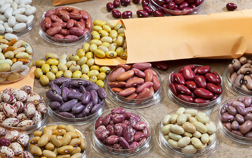 A selection of Andean dry beans, Phaseolus vulgaris, from the Andean bean diversity panel.