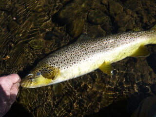 A nice opening-day brown trout, ready for release.