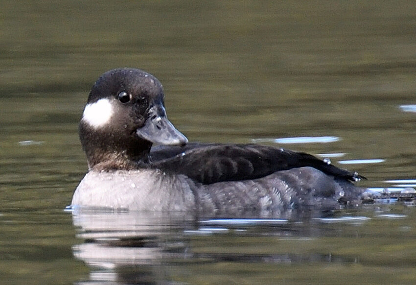 This bufflehead is also black and white, but with more subdued plumage Females have smaller head spots. ..When swimming, the females show dark wings and an off-white breast and flanks. If they are not flying, buffleheads dive for food (mainly aquatic invertebrates). The dives are shallow and rarely last more than 15-25 seconds. Buffleheads like quiet, flat water in lakes or quiet stretches of rivers. When up in the Canadian breeding grounds, buffleheads use an old nest cavity. (Northern flicker cavities are their favorites.).
