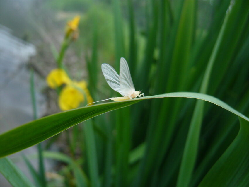 The life cycle of the little sulphur mayfly has been changed, due to the increase in the release of cold bottom-water.