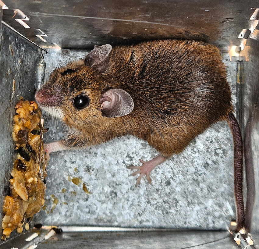 This white-footed mouse was caught last month during a small mammal study in Monroe County, PA. This species could be the most abundant small rodent in the region. They feed on seeds, nuts, berries and other plant matter. Insects are also on the menu. White-footed mice only live one year in the wild, and the young become sexually mature after only 40 days. Females can have three to four litters, each consisting of three to seven young, annually.