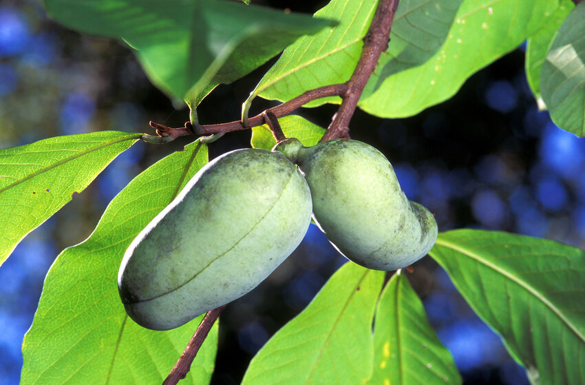 The fruit of the paw paw tree