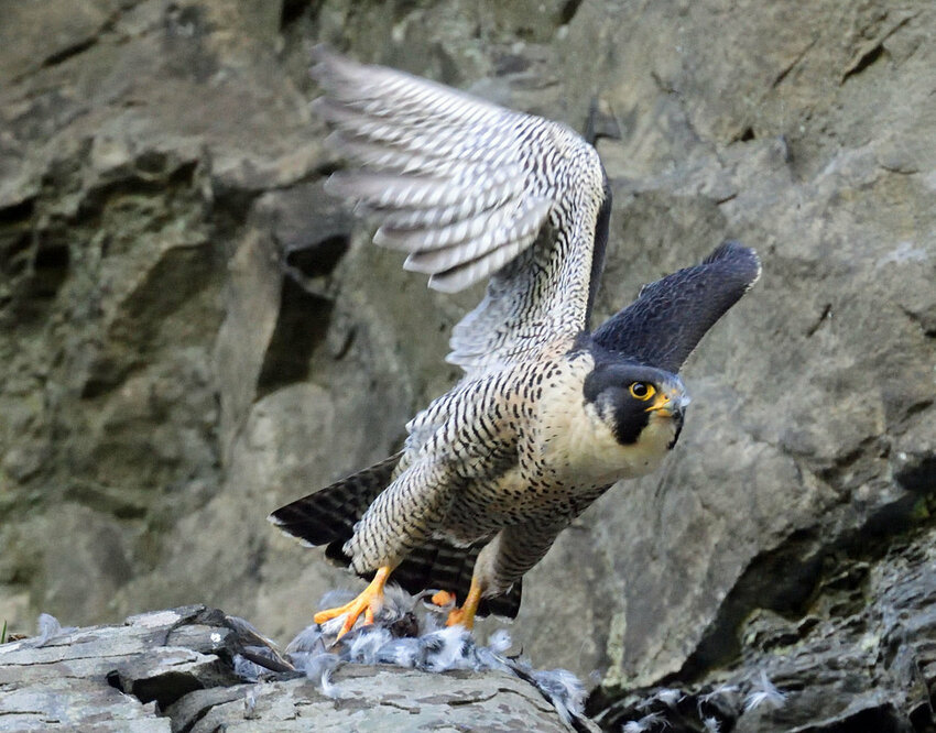 Peregrine falcons are listed as an endangered species in New York State. They were eliminated as a nesting species in the state by the early 1960s, due mainly to pesticide (DDE) residues in their prey. The release of young captive-bred birds from 1974-88 helped lead to their return as a nesting species. Pictured is an adult peregrine along the Upper Delaware.
