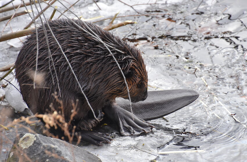 Adult beavers average 40 to 60 pounds and typically grow up to 40 inches in length. Their stubby bodies, glossy brown coats and paddle-shaped tails make this mammal easy to identify. In the wild, they typically live between 10 and 12 years...