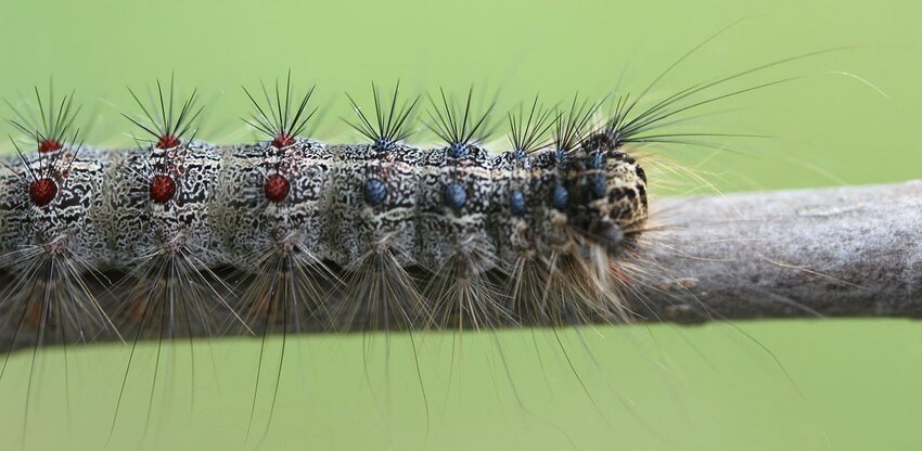 Spongy moth caterpillar