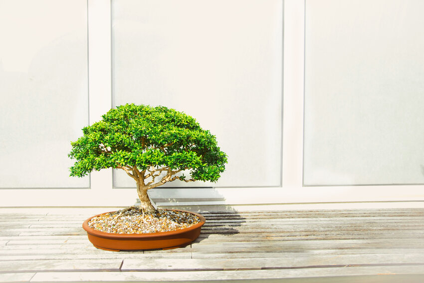 Learn bonsai at PEEC on Saturday, July 20 at 10 a.m.