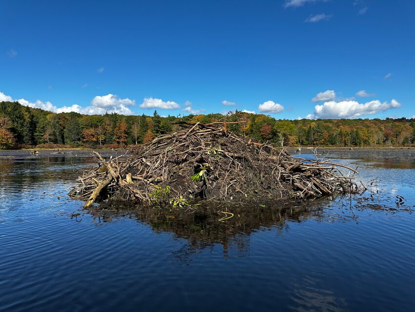 Evidence of beaver activity abounds at Promised Land State Park in Greentown, PA, where beaver lodges like this one can be observed at waterbodies located within the park.