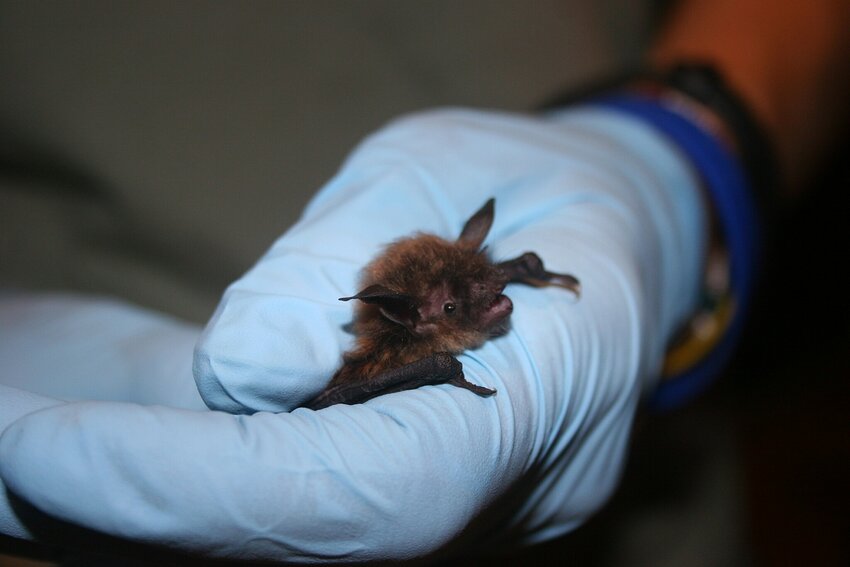 A biologist holds a little brown bat.