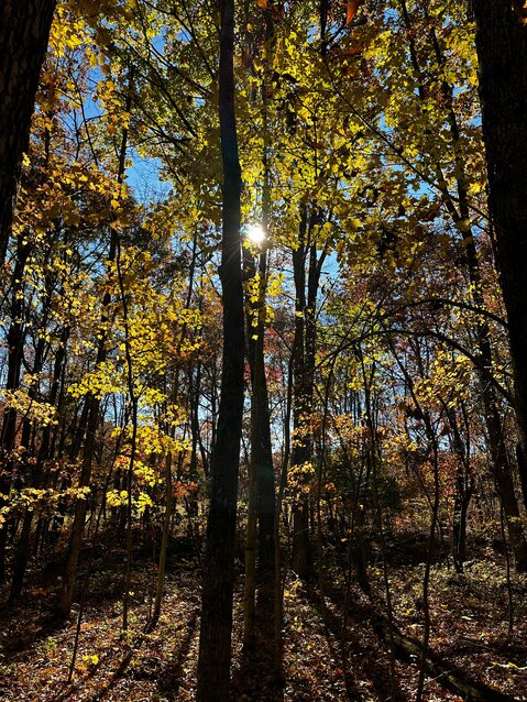 Komorebi is the Japanese term for sunlight leaking through the leaves of trees.