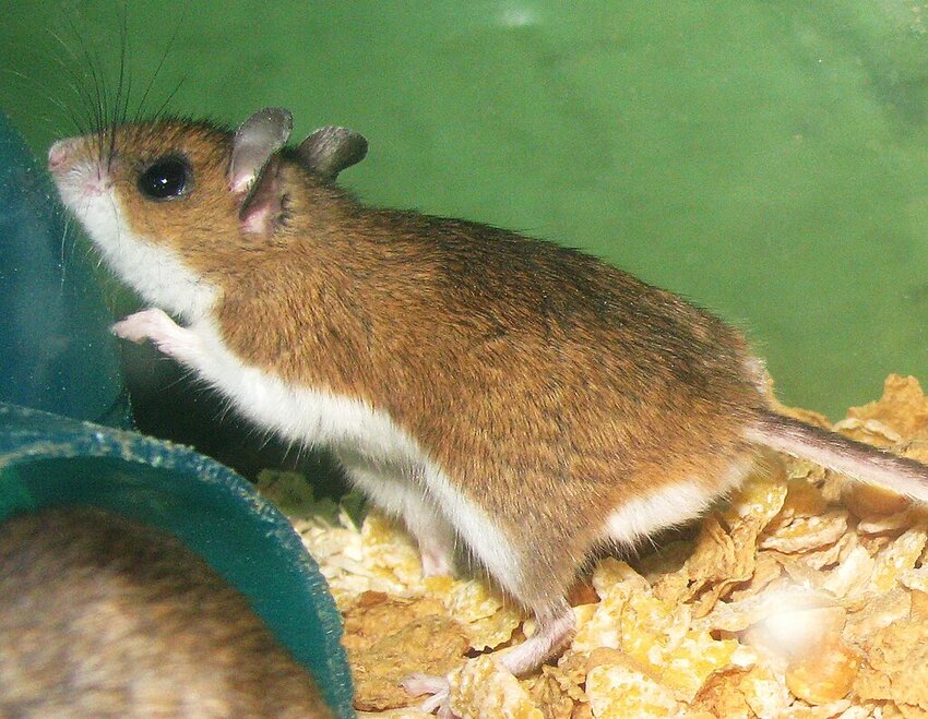 The eastern deer mouse. The deer mouse is linked to hantavirus in the U.S.&mdash;the virus is found in deer mouse saliva, feces and urine.