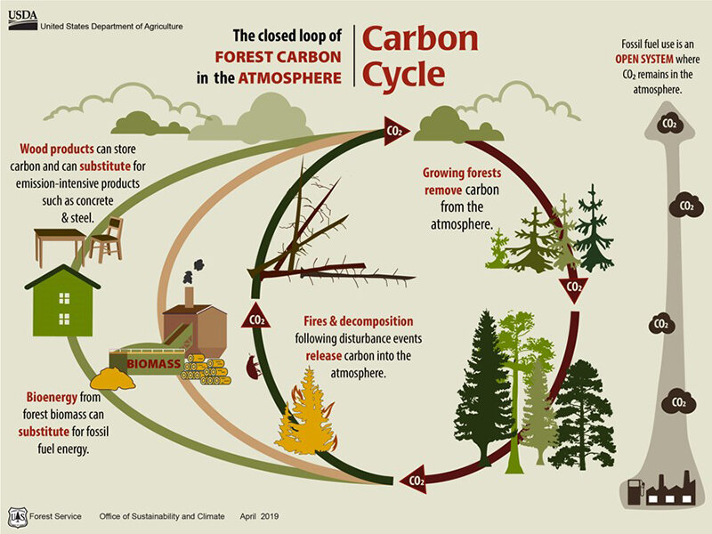 Trees, like all plants, absorb carbon dioxide (CO2) from the atmosphere during photosynthesis to produce sugars for energy and growth. The carbon from the CO2 is stored in the tree&rsquo;s biomass, including its wood, leaves, roots, and branches. When trees die, decompose, or are burned, the stored carbon is released back into the atmosphere as CO2, or into the soil. If the forest is maintained, it will regrow, and the trees will once again absorb CO2 from the atmosphere, restarting the cycle. Some of the carbon stored in harvested trees can be transferred to long-lived wood products, such as furniture or buildings, which can store carbon for decades or even centuries. Disturbance events such as fire, insect outbreaks, or disease can also release carbon back into the atmosphere.