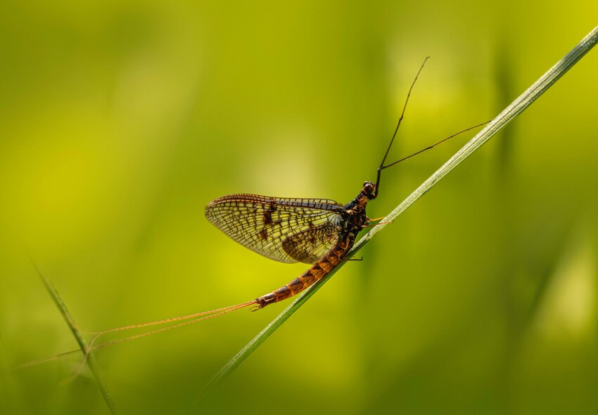 A brown drake mayfly, one of the many species not found in the upper East Branch of the Delaware, likely because the water is too cold.