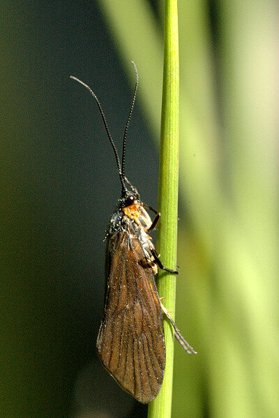 A tan caddis like the species we found in the thousands on the West Branch years ago.
