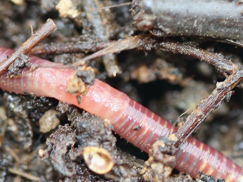 The worms crawl in. The worms crawl out. They eat your food scraps and spit them out as casts that can go in your compost pile.