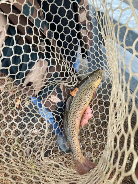 The unofficial “first trout” caught on Opening Day of the 2023 trout fishing season - a hefty 12-inch wild brown trout, caught on a Blue Fox by Enzo, a youngster from East Branch, who was fishing with his grandpa.