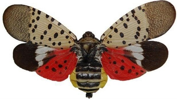 The Spotted Lanternfly