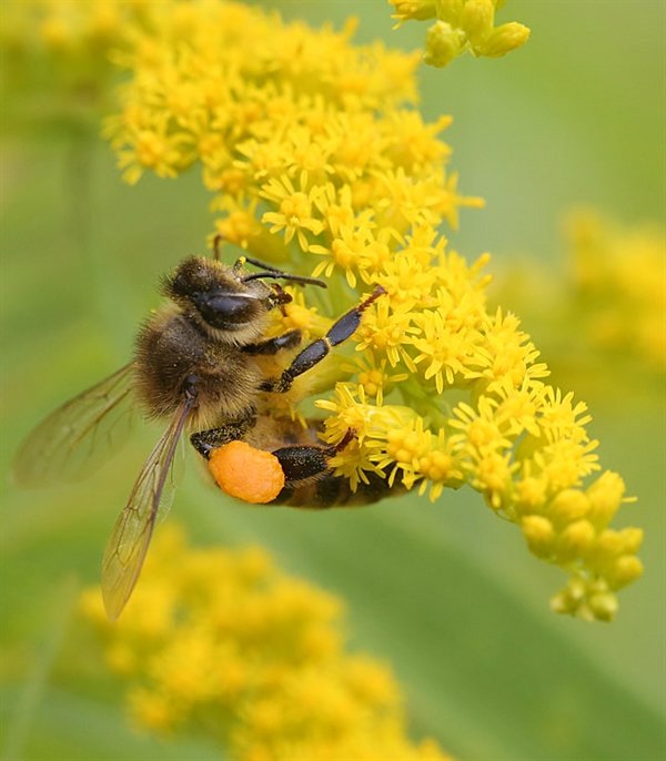 Honeybee harvest.