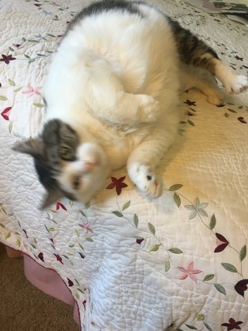 About a week ago I got a new cat, named Daisy delivered to my house.
