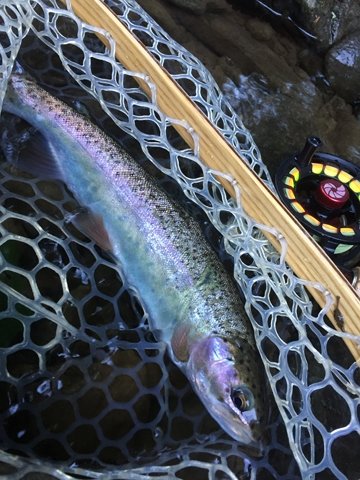 Beautiful rainbow trout caught on a Catskill Cannonball nymph, tied by John Bonasera on an early morning fishing trip last weekend.