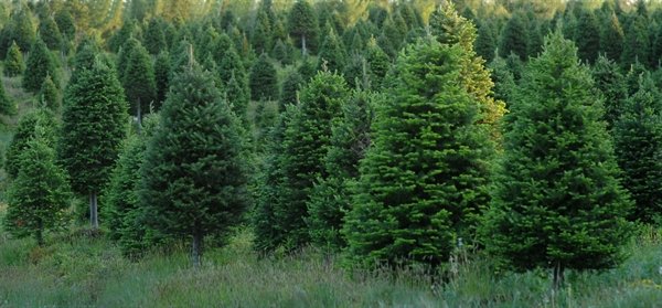 Christmas Tree King Fred Vahlsing purchased his trees from farms in Nova Scotia in July each year, and hired his cutting crews in October.