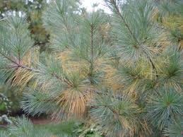 Yellowing pine needles