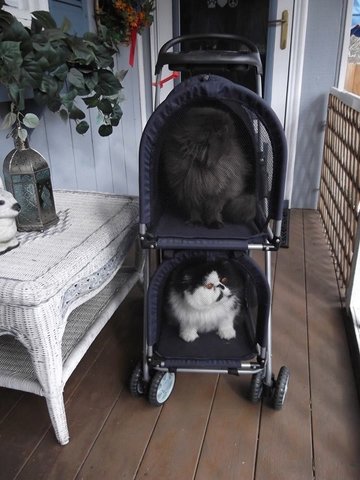 Domino and Coco Chanel go outside ONLY in a double pet stroller, safe and secure.