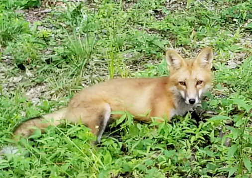 This year, we had red foxes at the Otto household. Here is one of  the pups that we have named Blondie. Blondie has gotten friendly and even posed for a picture.