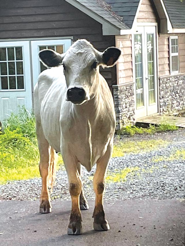 After being on the lam for more than ten weeks, after two attempts to capture Wild Child, she simply walked home.