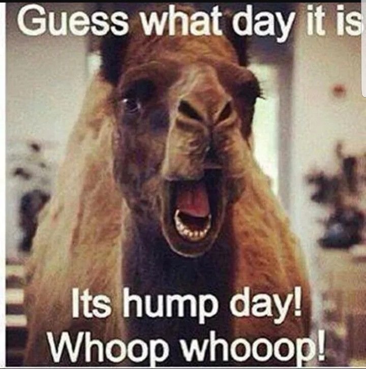 That camel in those &ldquo;Hump Day&rdquo; commercials became famous with the comment, &ldquo;Guess what day it is?&rdquo;