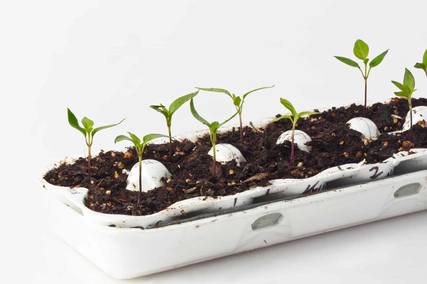 Marigold seedlings in an egg carton.