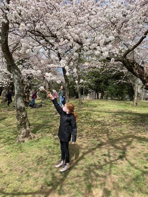 Quite by accident, we discovered that we were just in time to see the famous cherry blossoms.