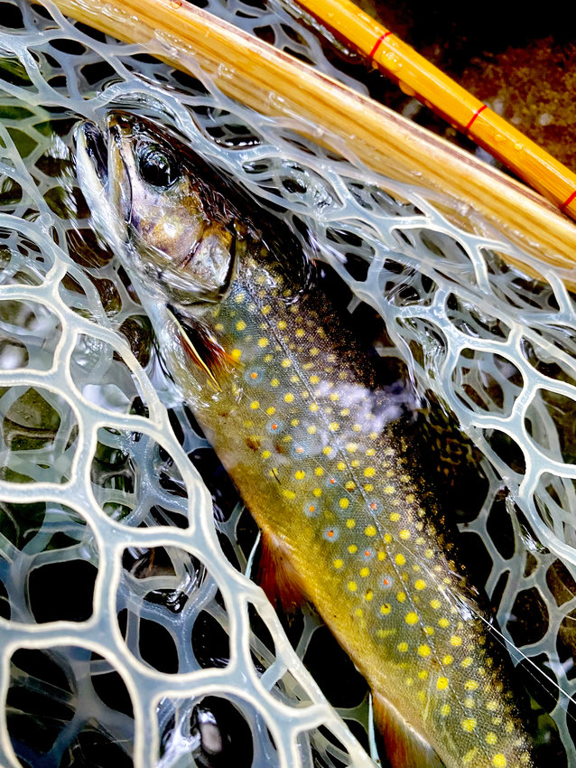 Beautiful wild brook trout caught by &ldquo;Catskill John&rdquo; Bonasera.
