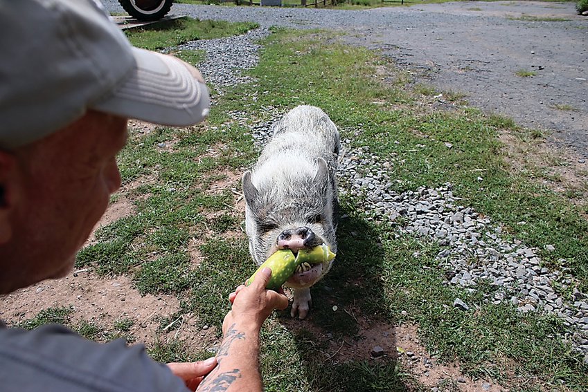 Princess the pig happily munches on a cucumber at Arthur&rsquo;s Acres Animal Sanctuary in Parksville.