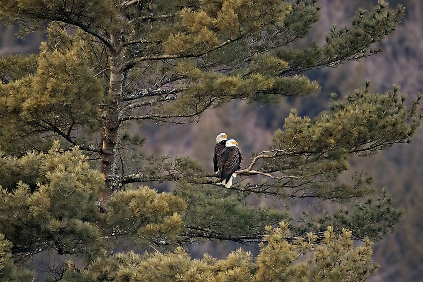 Picture of two bald eagles taken by David B. Soete.