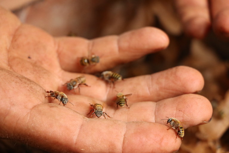 A handful of Melipona bees.&nbsp;