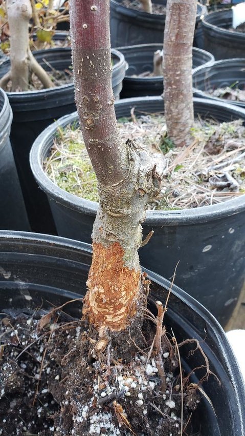 A big mole damaged the bark of the two plants both shown in the photos.
