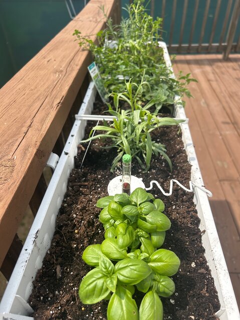 My self watering herb garden on my back deck hosts basil, tarragon, thyme, chives, rosemary, dill, and parsley. I like to put the more invasive plants like mint and sage in pots since they tend to grow much larger. Enjoy fresh herbs all summer long!