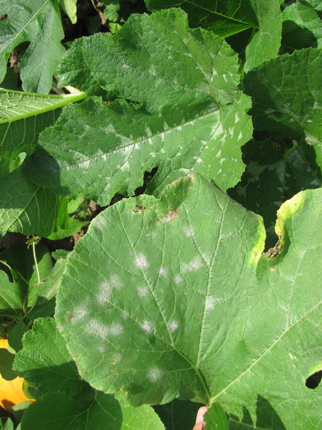 Leaves that have been affected by fungus.