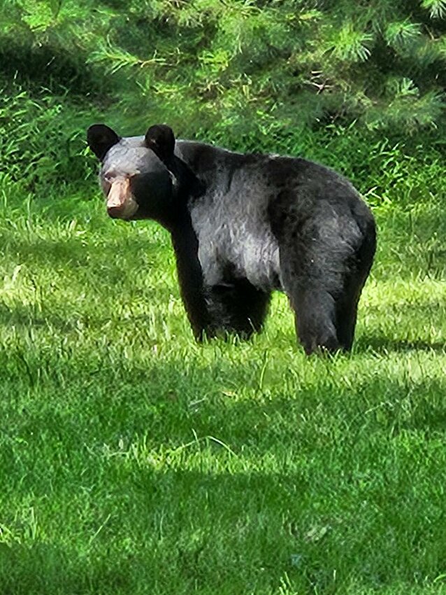 A big black bear wandering the grass.