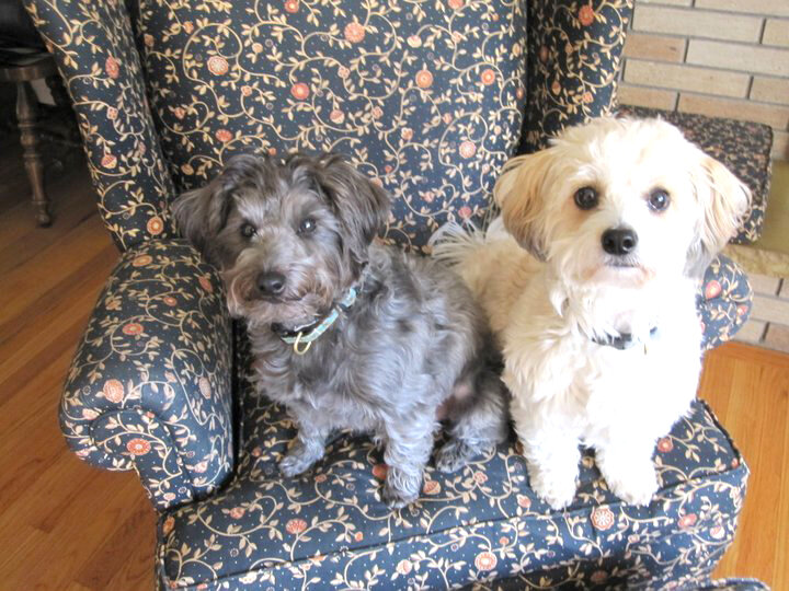 My loves&mdash;Gracie and the always innocent George, sitting on the chair they eventually destroyed.