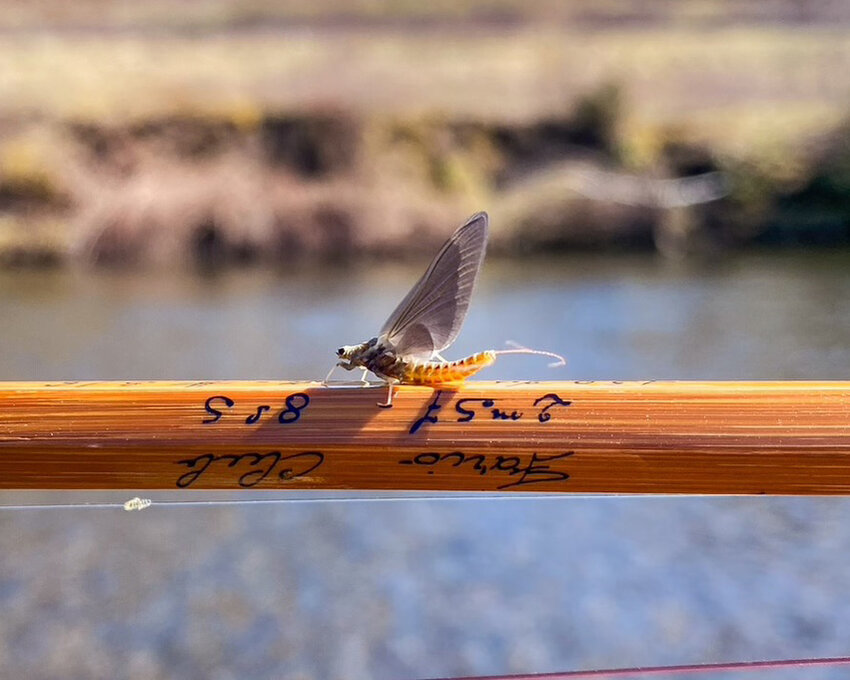 Photo of a Hendrickson fly perched on Phil’s Granddad’s beautiful cane rod.