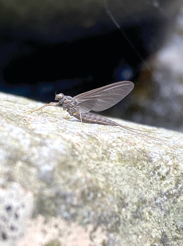 A beautiful Quill Gordon mayfly taken on a boulder lining the stream.