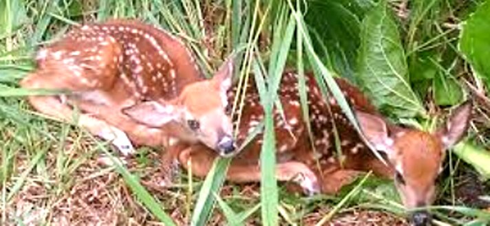 Two fawn sitting next to each other.