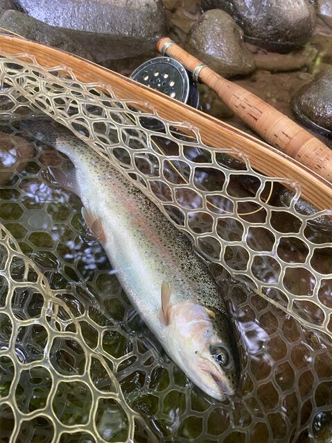 A rainbow trout taken by &ldquo;Catskill&rdquo; John Bonasera.