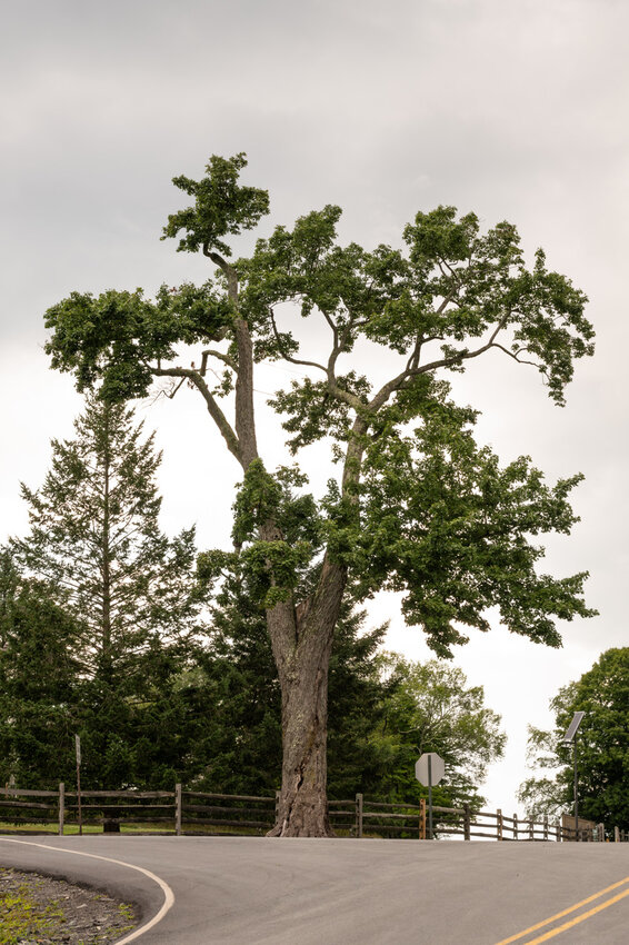 Crews worked to bring down the dying tree on Wednesday, with plans to repurpose the red maple’s wood for an art installation in the Museum at Bethel Woods in the coming future.